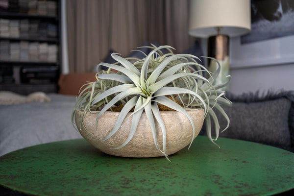 Large Concrete Bowl Planter